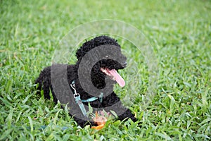 Closeup photo of cute poodle ate fish in Vietnam.