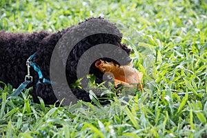 Closeup photo of cute poodle eating fish in Vietnam.