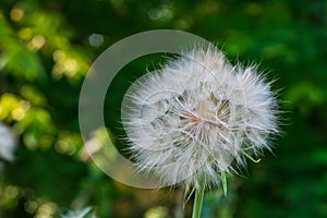 Closeup photo of a dandelion bud. In the background, a green forest in strong defocus.