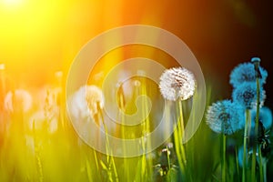 Closeup photo of dandelion in the green grass.