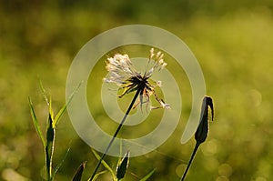 Closeup photo of dandelion at sunrise