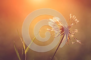 Closeup photo of dandelion at sunrise