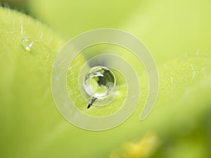 Closeup Photo of dewdrop on green leaf