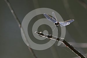 Dragonfly landing on a twig