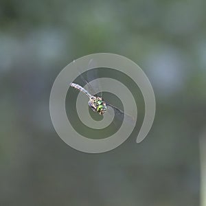 Closeup photo of dragonfly with transparent wings, neutral colorful background