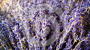 Closeup photo of dry lavender flowers in shop. Volet blossoming flowers used in cosmetics and medicine
