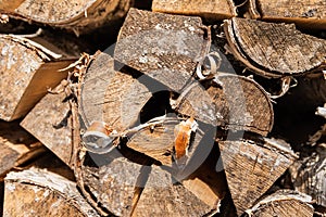 Closeup photo of dry logs stacked in rows, illuminated by sunlight. Pattern and structure of the tree. Decorative wooden layout.