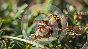 Closeup photo of an european hornet