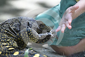 Closeup photo of a fair skinned Caucasian child hand reaching for a Monitor Lizard in captivity