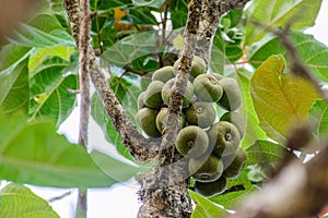 Closeup photo of fig on the tree