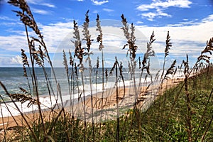 Sea Oats Growing on the Atlantic Ocean Seashore