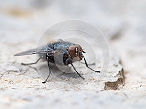 closeup photo of a fly sitting on a stone