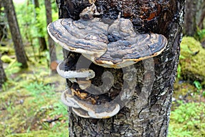 A closeup photo of the Fomitopsidaceae layered on the side of a tree, which are a family of fungi in the order Polyporales.