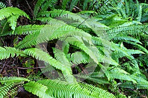 A closeup photo of fresh green ferns, or lady ferns or Athyrium filix-femina photo