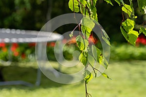 A closeup photo of fresh spring leaves on a birch tree