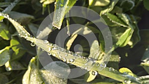 A closeup photo of frosted clover leaves that is starting to defrost into water droplets  on a winters morning