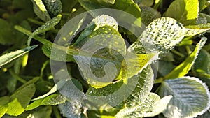 A closeup photo of frosted clover leaves that is starting to defrost into water droplets  on a winters morning