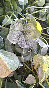 A closeup photo of frosted clover leaves that is starting to defrost into water droplets  on a winters morning