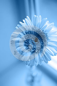 Closeup photo of gerbera flower in vase near window in daylight. Natural banner with color of the year 2020 - Classic Blue