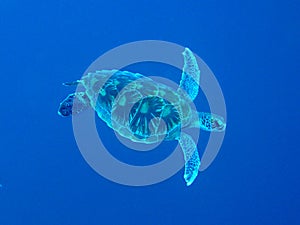 The closeup photo of gigantic sea turtle was made in wildlife. It looks like the turtle is flying under the sea with straightened