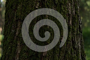 Closeup photo of green moss on tree in foerest