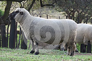 A closeup photo from the ground up angle of sheep standing in a kraal, green grasslands landscape fill the background