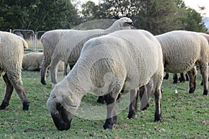 A closeup photo from the ground up angle of sheep standing in a kraal, green grasslands landscape fill the background