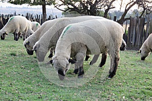 A closeup photo from the ground up angle of sheep standing in a kraal, green grasslands landscape fill the background