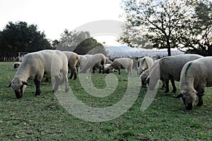 A closeup photo from the ground up angle of sheep standing in a kraal, green grasslands landscape fill the background