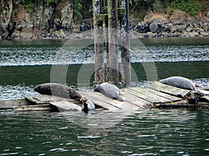 A closeup photo of a group of harbour seal lying on an old dock in the Saanich Inlet,British Columbia, Canada