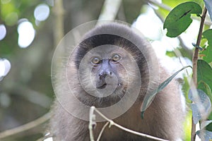 Closeup photo with hairy monkey in the park of Iguazu, Argentina