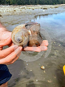 A closeup photo of a hand holding a drake`s moonsnail or Glossaulax draconis, found in the ocean waters of the pacific northwest