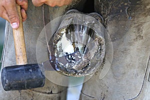 Closeup photo of hooves of a saddle horse on animal farm at rural animal farm