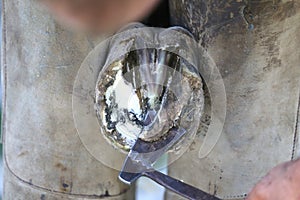 Closeup photo of hooves of a saddle horse on animal farm at rural animal farm