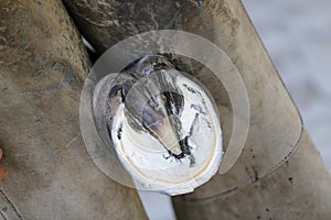 Closeup photo of hooves of a saddle horse on animal farm at rural animal farm