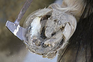 Closeup photo of hooves of a saddle horse on animal farm at rural animal farm