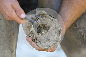 Closeup photo of hooves of a saddle horse on animal farm at rural animal farm