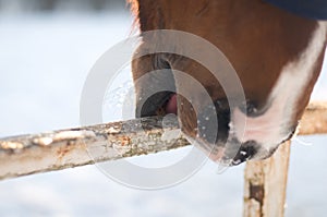 Closeup photo of horse nose