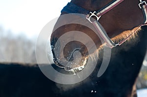 Closeup photo of horse snort