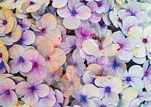 Closeup photo of hydrangea mousseline flower