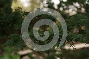 Closeup photo of japanese cedar tree