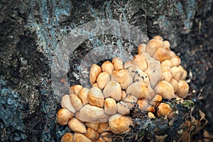 Closeup photo of Kuehneromyces mutabilis mushroom on a tree trunk in forest photo