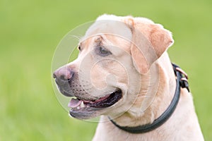 Closeup photo of a Labrador retriever dog head
