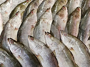 Closeup photo of Latidae fish on shelf.