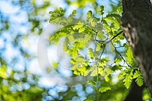 Closeup photo of leaves in the forest under sun, captured by spring or early summer. Ecology and tranquility concept.