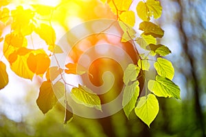 Closeup photo of leaves in the forest under sun, captured by spring or early summer. Ecology and tranquility concept.