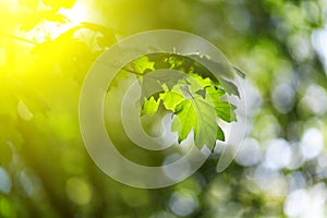 Closeup photo of leaves in the forest under sun, captured by spring or early summer. Ecology and tranquility concept.