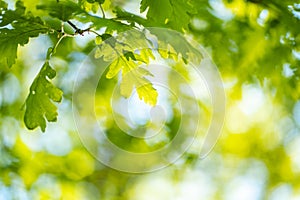 Closeup photo of leaves in the forest under sun, captured by spring or early summer. Ecology and tranquility concept.