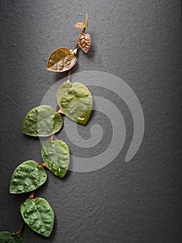 closeup photo of the leaves of a vine climbing a black wall