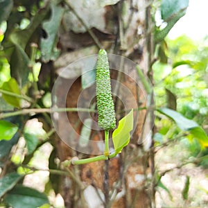 Closeup photo of long piper retrofractum, Javanese chili. Useful as a spice and efficacious treatment.